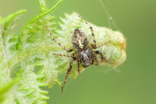 Réf. 231 508 : Gibbaranea gibbosa